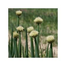 Résultat de recherche d'images pour "Allium fistulosum"