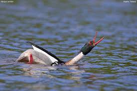 Attēlu rezultāti vaicājumam “Mergus serrator”