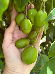 Attēlu rezultāti vaicājumam “Juncus capitatus fruit”