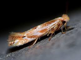 Attēlu rezultāti vaicājumam “Bucculatricidae”