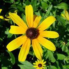 Attēlu rezultāti vaicājumam “Rudbeckia hirta var. hirta”