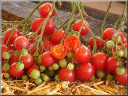 Afbeeldingsresultaat voor rose quartz tomato