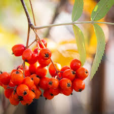 Attēlu rezultāti vaicājumam “Sorbus aucuparia fruit”