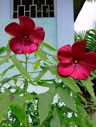 Image result for Abelmoschus moschatus