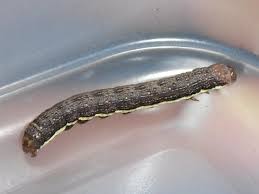 Attēlu rezultāti vaicājumam “Lithomoia solidaginis”