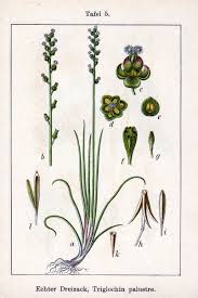 Attēlu rezultāti vaicājumam “Triglochin palustre fruit”