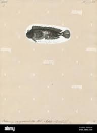 Attēlu rezultāti vaicājumam “Physisporinus sanguinolentus”