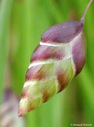 Attēlu rezultāti vaicājumam “Briza media bud”