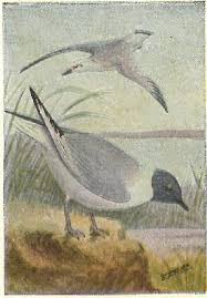 Image result for Sterna acuflavida