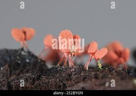 Attēlu rezultāti vaicājumam “Arcyria denudata young”