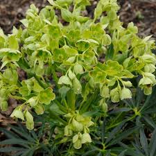 Image result for Helleborus foetidus