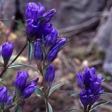 Attēlu rezultāti vaicājumam “Gentiana pneumonanthe flower”