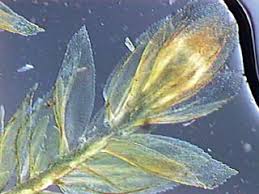 Attēlu rezultāti vaicājumam “Isothecium myosuroides”