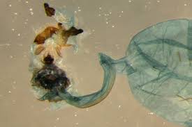 Attēlu rezultāti vaicājumam “Zygaena minos”