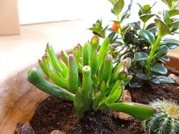 Image result for Crassula hobbit
