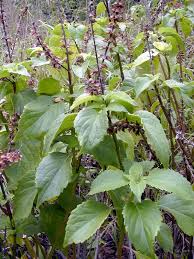 Image result for Ocimum basilicum