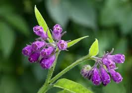Image result for Symphytum officinale