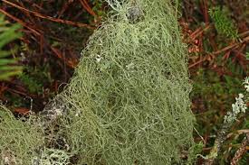 Attēlu rezultāti vaicājumam “Bryoria capillaris”