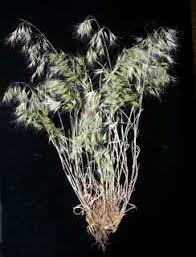 Attēlu rezultāti vaicājumam “Anisantha tectorum”