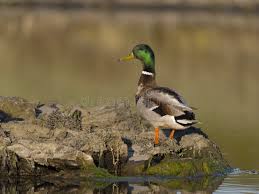 Attēlu rezultāti vaicājumam “Anas platyrhynchos juvenile”