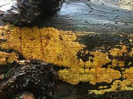 Attēlu rezultāti vaicājumam “Crustoderma dryinum”