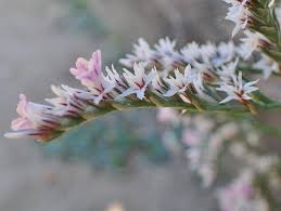 Attēlu rezultāti vaicājumam “Conioselinum tataricum”