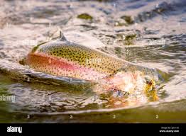 Image result for Oncorhynchus mykiss