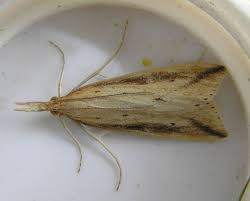 Attēlu rezultāti vaicājumam “Donacaula mucronella”