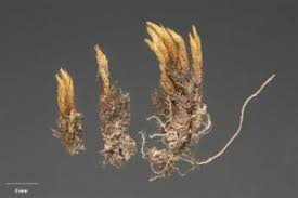 Attēlu rezultāti vaicājumam “Bryum funkii”