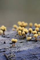 Attēlu rezultāti vaicājumam “Hemitrichia calyculata”