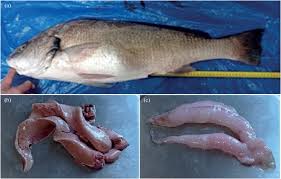 Image result for Umbrina cirrosa