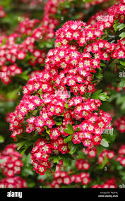 Attēlu rezultāti vaicājumam “Crataegus laevigata flower”