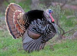 Attēlu rezultāti vaicājumam “Meleagris male”