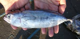 Image result for Thunnus obesus
