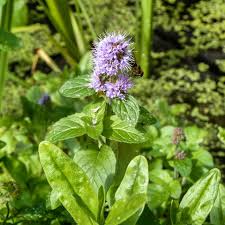 Attēlu rezultāti vaicājumam “Mentha aquatica”