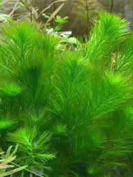 「綠羽毛」的圖片搜尋結果