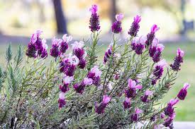 Image result for Lavendel