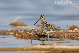 Image result for Gallinago gallinago