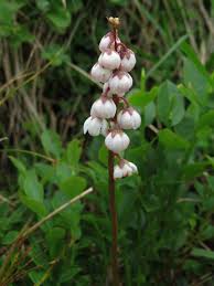 Attēlu rezultāti vaicājumam “Pyrola minor flower”