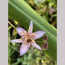 Attēlu rezultāti vaicājumam “Carex lasiocarpa female flower”