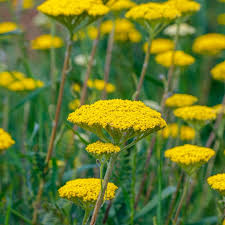 Image result for Achillea filipendulina
