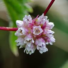 Attēlu rezultāti vaicājumam “Cuscuta epithymum subsp. trifolii flower”