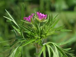 Attēlu rezultāti vaicājumam “Geranium dissectum flower”