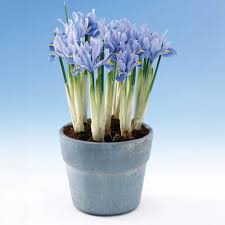 Attēlu rezultāti vaicājumam “Iris reticulata”