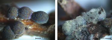 Attēlu rezultāti vaicājumam “Physarum viride stalked”