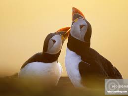 Image result for Fratercula arctica