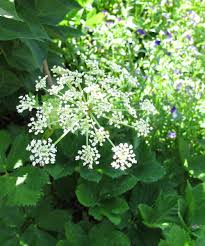 Attēlu rezultāti vaicājumam “Peucedanum oreoselinum flower”