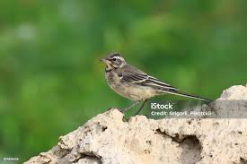 Attēlu rezultāti vaicājumam “Motacilla citreola”