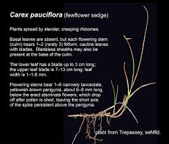 Attēlu rezultāti vaicājumam “Carex pauciflora”