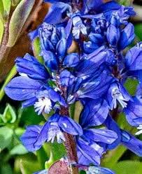 Attēlu rezultāti vaicājumam “Polygala amarella flower”